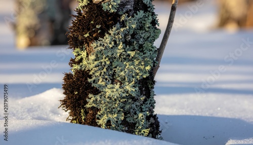 Close-up of a leopard walking on fresh snow.