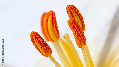 Closeup of flower stamens