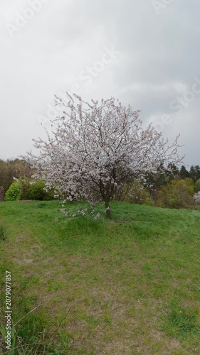 Vertical View Of White Blooming Tree On Grassy Hill In Spring