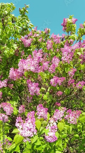 Pink Lilac Flowers Blooming In Spring Garden Under Blue Sky