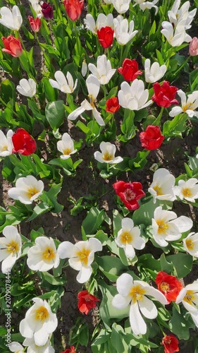 White And Red Tulips Blooming In Spring Garden
