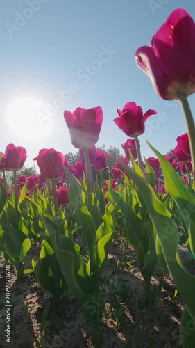 Bright Pink Tulips Blooming In Spring Garden Under Clear Blue Sky