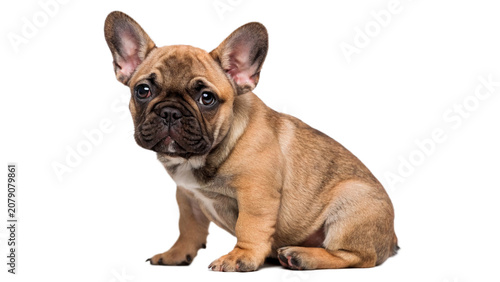 Canvastavla Cute small brown French bulldog puppy pet standing isolated on a transparent bac