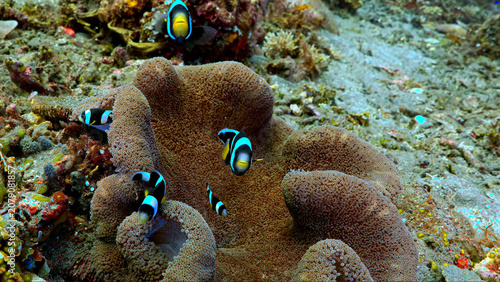 Obraz na plátně A group of black and white clownfish living within the shelter of a large sea anemone
