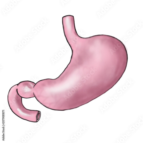 Isolated Human Stomach Anatomy Illustration