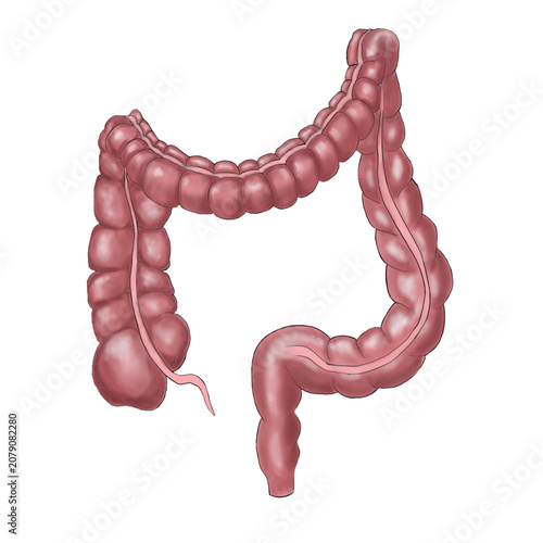 Human Large Intestine Anatomy and Colon Illustration