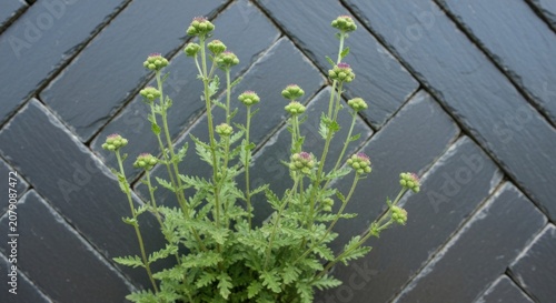 Delicate green plant with round buds against a dark, angled stone backdrop