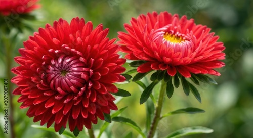 Close-up of vibrant red flowers in full bloom with yellow centers