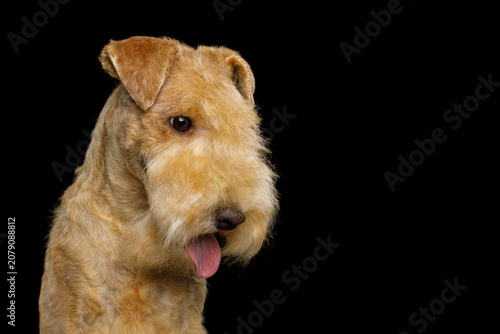 Fotografie Lakeland Terrier dog with alert and serious expression, looking at camera, studi