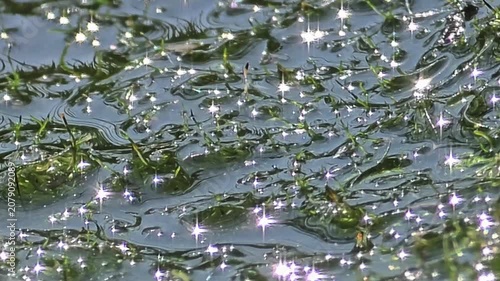 Sparkling Sun Rays Reflected on Green Water Plants, Glittering Bokeh Abstract .4k

