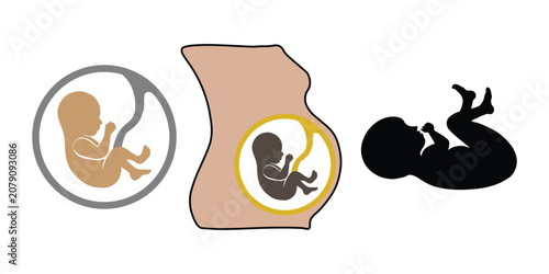 Human fetus development icons, pregnancy stages vector set, prenatal embryo in womb illustrations for medical and maternity education