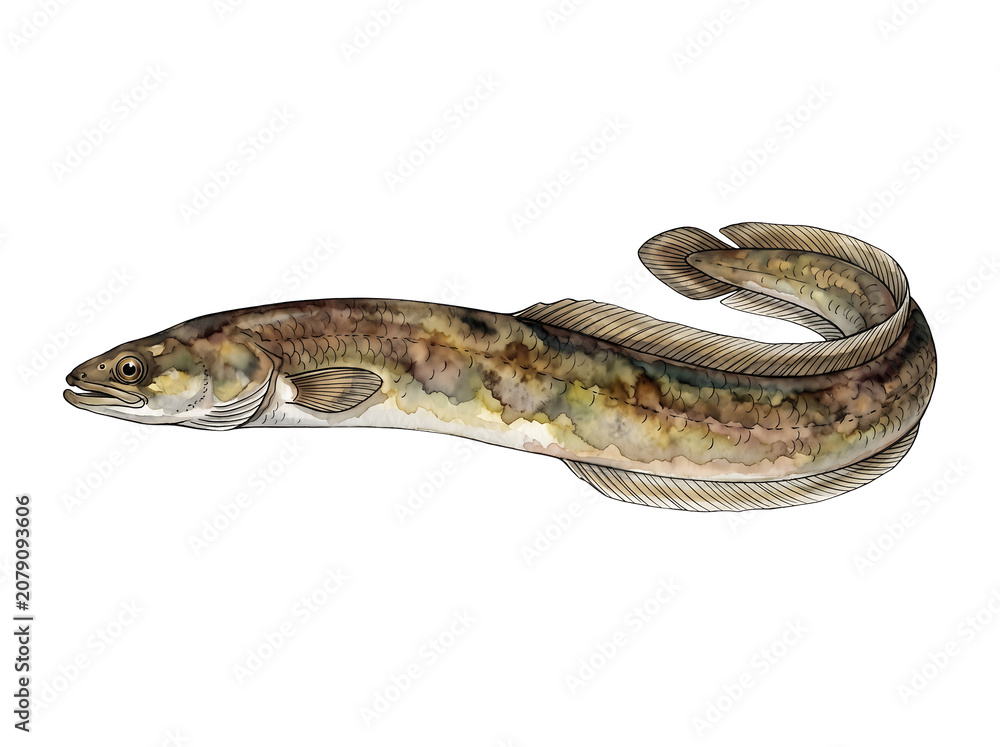 Obraz premium Burbot Freshwater Fish Illustration - Transparent Background