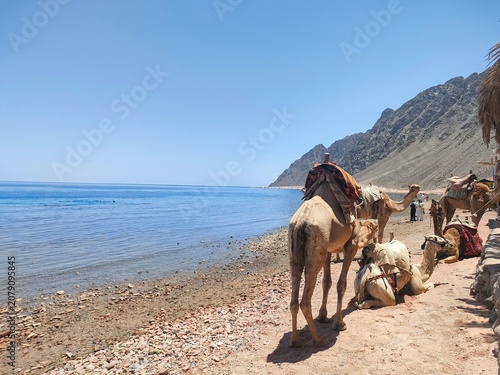 Vászonkép camel on the beach in 3pools,dahab