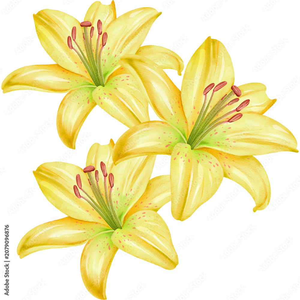 Obraz premium Watercolor Yellow Lily Flowers