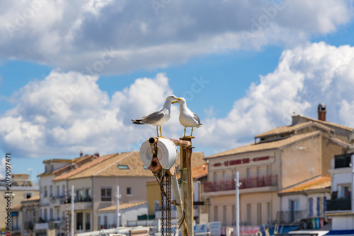 Bilde på lerret Two seagulls stand together on a rusted mooring post against a backdrop of a seaside town