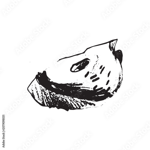 Hand drawn persimmon slice vector icon. Black and white botanical illustration with textured engraving or linocut style. Isolated fruit element for packaging, labels, branding and food design