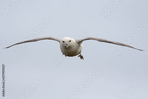Fotografía Close-up portrait of a Northern Fulmar seabird