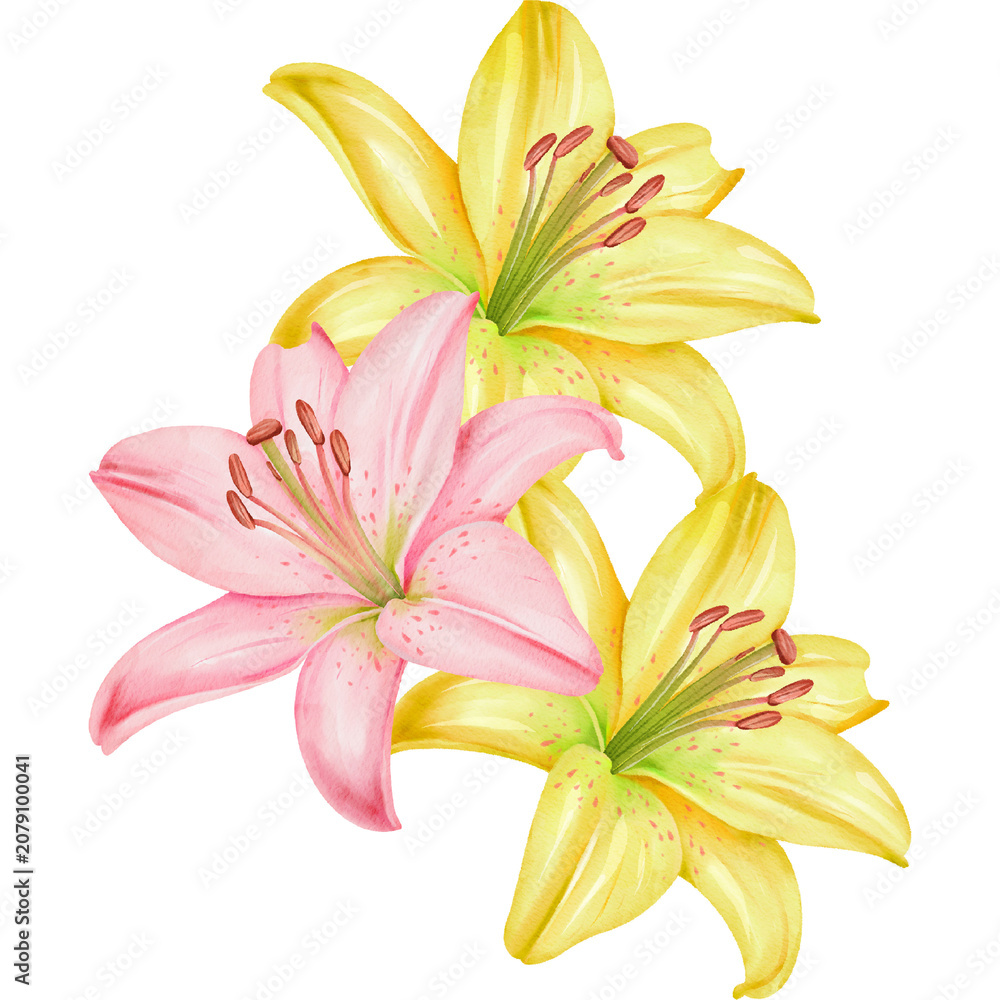 Fototapeta premium Watercolor Lilies Illustration