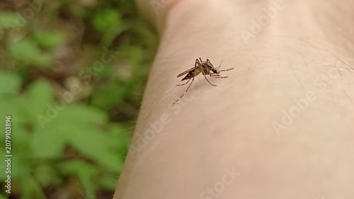 Aedes mosquito trying to suck blood. malareia fever. chikungunya fever. mosquito, insects, mosquitos, insect, summer, heat, nature