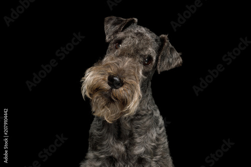 Lakeland Terrier dog with calm and alert expression, looking at camera, studio portrait on black background