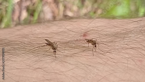Aedes mosquito trying to suck blood. malareia fever. chikungunya fever. mosquito, insects, mosquitos, insect, summer, heat, nature