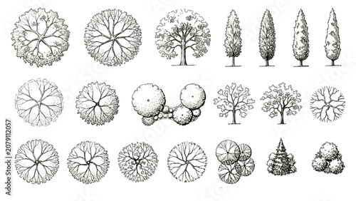 Hand Drawn Mature Canopy and Street Tree Symbols Vector Set for Landscape Plans