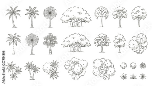 Hand Drawn Tropical Tree and Palm Symbols Vector Set for Landscape Architecture Plans