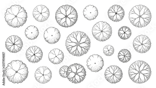 Hand Drawn Top View Tree Canopy Symbols Vector Set for Landscape Architecture Plans