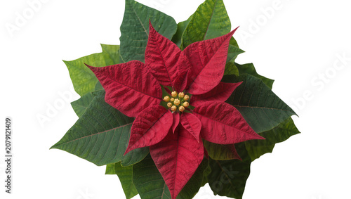 Принти на полотні Isolated beautiful festive poinsettia plant with striking red bracts and green f