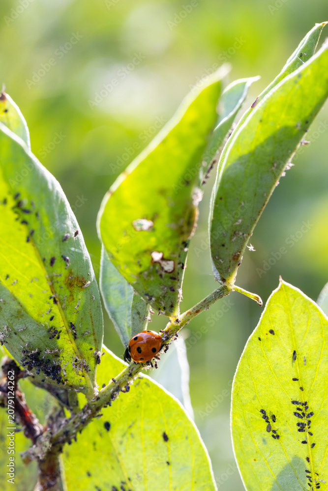 Naklejka premium Ladybug performing natural pest control on green plant