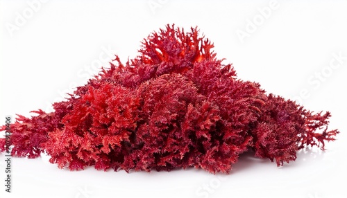 red algae on white background