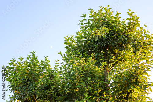 Obraz na plátně A lush green tree canopy stands out vibrantly against a clear blue sky on a pleasant summer day