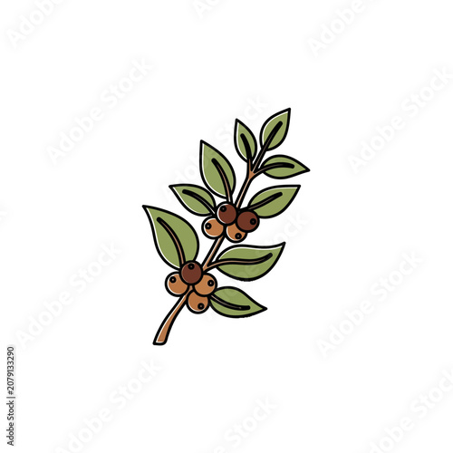 Coffee Branch with Beans and Leaves