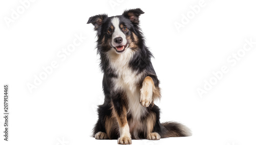 Billede på lærred Isolated smiling Border Collie dog raising its front paw, looking friendly and a