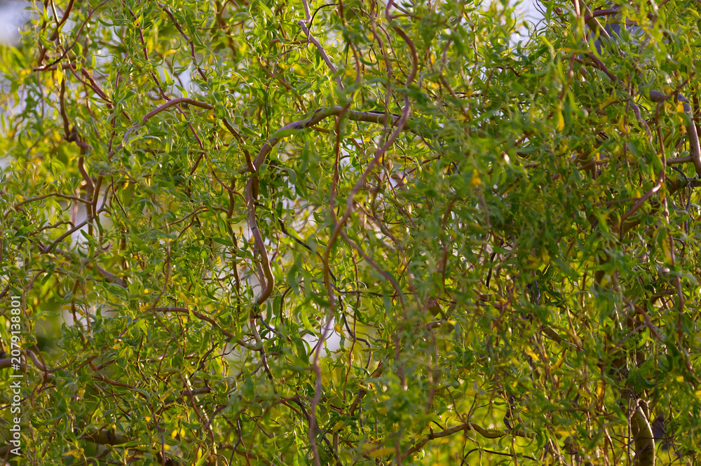 Fototapeta premium Fresh green leaves and twisted branches of a corkscrew willow (Salix matsudana) illuminated by the warm spring sun.