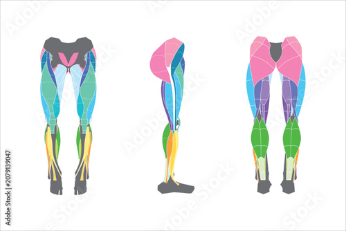 Leg muscles in various angles