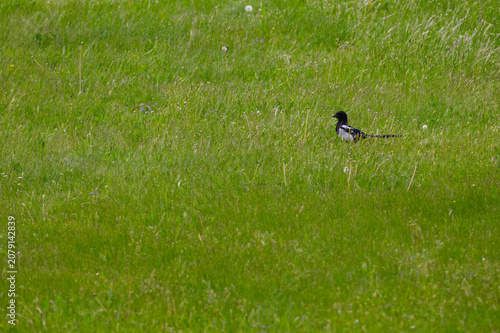 Photography Eurasian magpie (Pica pica) foraging in a lush green meadow, wild bird in natural spring habitat, wildlife photography