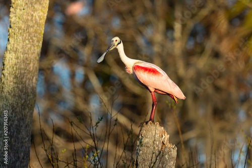 Photos Roseate spoonbill standing on tree