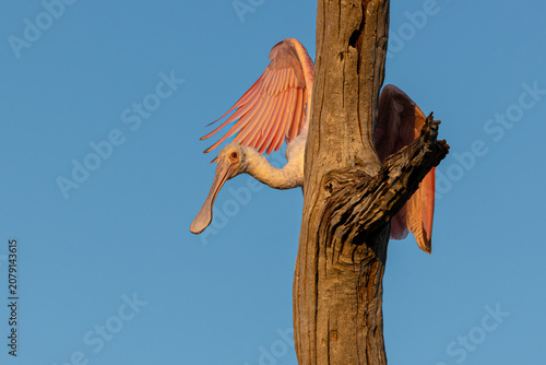 Bild auf Leinwand Roseate spoonbill hiding behind tree