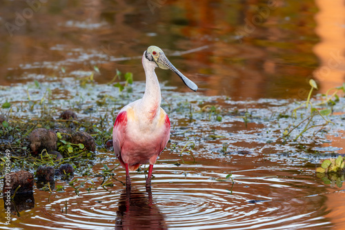 Schilderij op canvas Roseate spoonbill standing in water