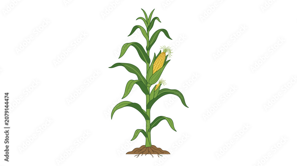 Fototapeta premium corn plant with roots and leaves