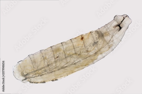 Konstfotografi Photomicrograph of a flesh fly maggot (Sarcophagidae fly family)