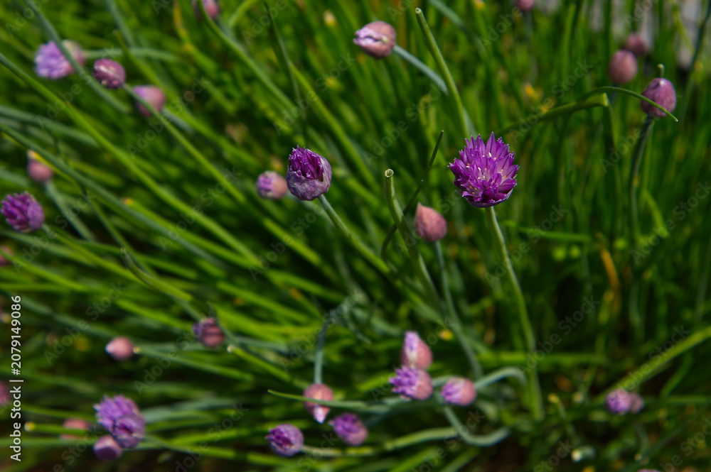Fototapeta premium Vibrant Purple Blooming Chive Flowers (Allium schoenoprasum) with Green Stalks in Spring Garden Macro