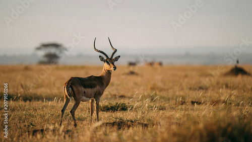 antelope in the savannah