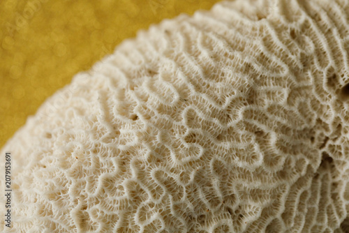 Macro view of natural white...