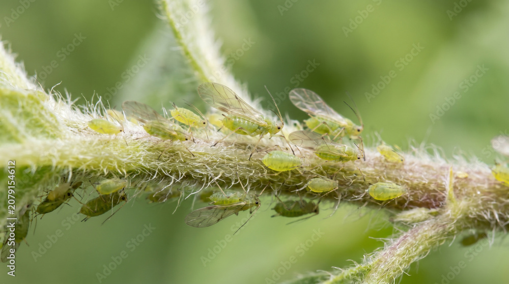 Fototapeta premium Close-Up Macro View of Green Aphids Clustered on Plant Stem