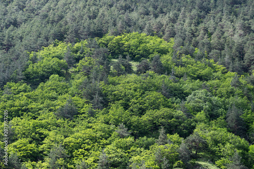 Beautiful natural background texture of a dense mixed forest with vibrant green deciduous trees surrounded by dark conifers.