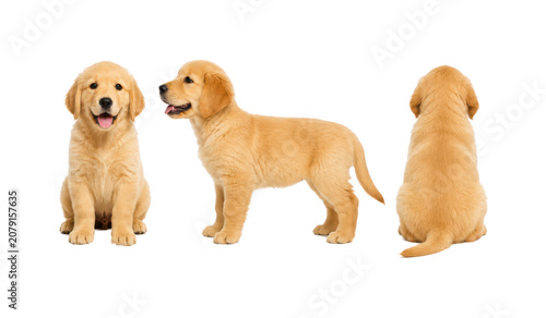Adorable Golden Retriever puppy shown in front, side, and back views, isolated on a white background. Full body three-angle reference featuring a happy young dog with a fluffy golden coat