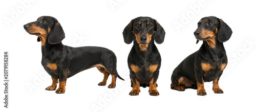 Three poses of a black and tan Dachshund dog isolated on a white background, featuring side standing, front sitting, and three-quarter sitting views. Elegant purebred companion with floppy ears