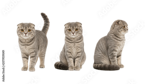 Bild auf Leinwand Three Scottish Fold cats shown in standing, sitting, and side profile poses isol